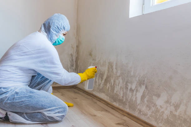 Professional mold removal team in Petersburg