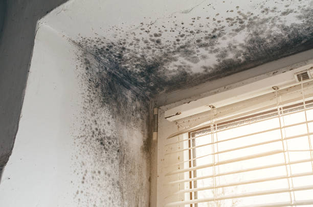 Mold Remediation service in Petersburg, Petersburg, MI